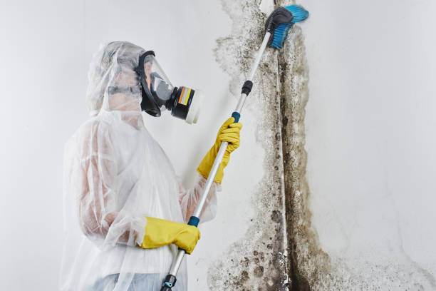 Best Basement Mold Remediation in National Harbor, MD