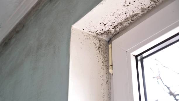 Best Mold Testing and Inspection Services in National Harbor, MD