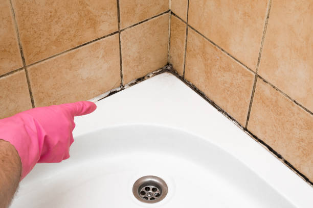Best Commercial Mold Remediation in National Harbor, MD