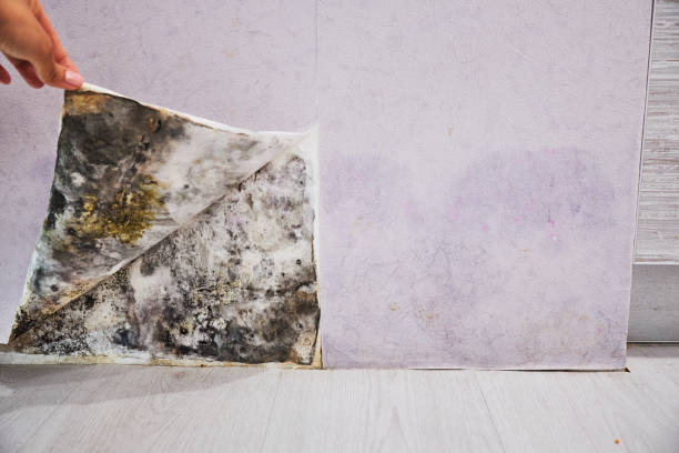 Best Insurance-Related Mold Remediation in National Harbor, MD